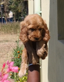 Buy Vaccinated  Boxer Puppy from  India